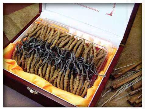 玉林冬虫夏草回收